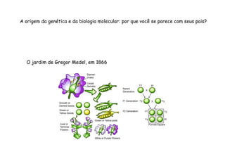A origem da genética e da biologia molecular: por que você se parece com seus pais? 
O jardim de Gregor Medel, em 1866 
 