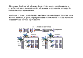 •No começo do século XX, observação de células ao microscópio revelou a 
existência de estruturas dentro dos núcleos que se coravam na presença de 
certos corantes : cromossomas 
•Entre 1905 e 1915, observou-se a existência de cromossomos distintos entre 
machos e fêmeas, e que a proporção desses determinava o sexo do individuo – 
descoberta de herança ligada ao sexo 
 