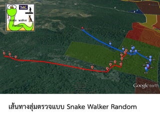 เส้นทางสุ่มตรวจแบบ Snake Walker Random
 