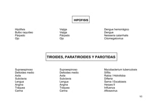 HIPOFISIS
Hipófisis Vejiga Dengue hemorrágico
Bulbo raquídeo Vejiga Dengue
Párpado Párpado Neisseria catarrhalis
Ojo Ojo Citomegalovirus
TIROIDES, PARATIROIDES Y PAROTIDAS
Supraespinoso Supraespinoso Mycobacterium tuberculosis
Deltoides medio Deltoides medio Sífilis
Axila Axila Rabia / Hidrofobia
Subclavia Subclavia Difteria
Lengua Lengua Sarna / Escabiasis
Angina Angina Herpes II
Tráquea Tráquea Influenza
Carina Carina Aftosavirus
95
 