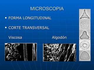 MICROSCOPIA FORMA LONGITUDINAL CORTE TRANSVERSAL Viscosa Algodón 