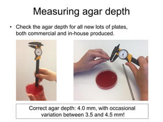 Quality control of susceptibility testing (Part 2)