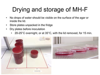Quality control of susceptibility testing (Part 2)