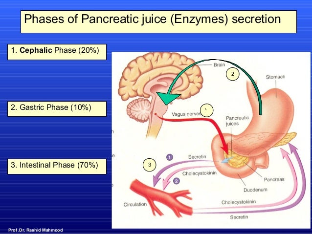 Stages & regulation of pancreatic secretion