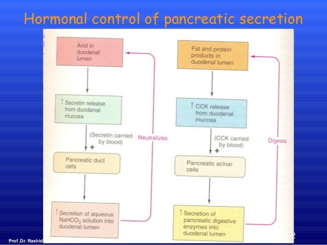 Stages & regulation of pancreatic secretion