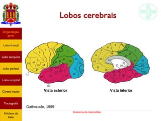 Anatomia do telencéfalo
Lobos cerebrais
Gathercole, 1999
Lobo frontal
Organização
geral
Lobo occipital
Lobo temporal
Lobo parietal
Córtex insular
Tractografia
Núcleos da
base
 