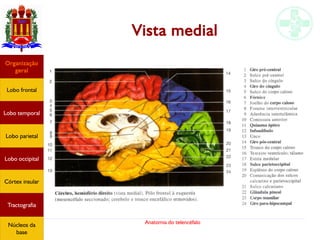 Anatomia do telencéfalo
Vista medial
Lobo frontal
Organização
geral
Lobo occipital
Lobo temporal
Lobo parietal
Córtex insular
Tractografia
Núcleos da
base
 
