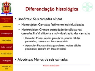 Anatomia do telencéfalo
Diferenciação histológica
●
Isocórtex: Seis camadas nítidas
– Homotípico: Camadas facilmente individualizadas
– Heterotípico: Grande quantidade de células nas
camadas II a VI dificulta a individualização das camadas
● Granular: Muitas células granulares, poucas células
piramidais; comum em áreas sensoriais
●
Agranular: Poucas células granulares, muitas células
piramidais; comum em áreas motoras
●
Alocórtex: Menos de seis camadas
Lobo frontal
Organização
geral
Lobo occipital
Lobo temporal
Lobo parietal
Córtex insular
Tractografia
Núcleos da
base
 