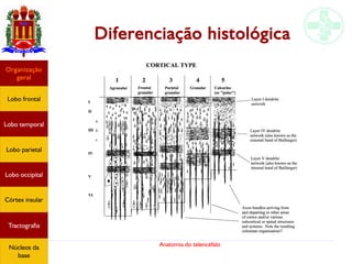 Anatomia do telencéfalo
Diferenciação histológica
Lobo frontal
Organização
geral
Lobo occipital
Lobo temporal
Lobo parietal
Córtex insular
Tractografia
Núcleos da
base
 