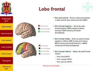 Anatomia do telencéfalo
Lobo frontal
●
Giro pré-central – Entre o sulco pré-central e
o sulco central; área motora primária (BA4)
●
Giro frontal superior – Acima do sulco
frontal superior; BA8 (campos oculares
frontais) e BA9 (córtex pré-frontal
dorsolateral)
●
Giro frontal médio – Entre os sulcos frontais
superior e inferior; BA6 (córtex pré-motor),
BA10 (córtex pré-frontal anterior), e BA46
(córtex pré-frontal dorsolateral).
●
Giro frontal inferior – Abaixo do sulco frontal
interior
– Parte orbital (BA47)
– Parte triangular (BA45)
– Parte opercular (BA44)
Lobo frontal
Organização
geral
Lobo occipital
Lobo temporal
Lobo parietal
Córtex insular
Tractografia
Núcleos da
base
 