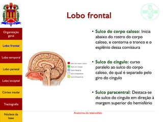 Anatomia do telencéfalo
Lobo frontal
●
Sulco do corpo caloso: Inicia
abaixo do rostro do corpo
caloso, e contorna o tronco e o
esplênio dessa comissura
●
Sulco do cíngulo: curso
paralelo ao sulco do corpo
caloso, do qual é separado pelo
giro do cíngulo
●
Sulco paracentral: Destaca-se
do sulco do cíngulo em direção à
margem superior do hemisfério
Lobo frontal
Organização
geral
Lobo occipital
Lobo temporal
Lobo parietal
Córtex insular
Tractografia
Núcleos da
base
 