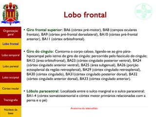 Anatomia do telencéfalo
Lobo frontal
●
Giro frontal superior: BA6 (córtex pré-motor), BA8 (campos oculares
frontais), BA9 (córtex pré-frontal dorsolateral), BA10 (córtex pré-frontal
anterior), BA11 (córtex orbitofrontal).
●
Giro do cíngulo: Contorna o corpo caloso, ligando-se ao giro pára-
hipocampal pelo istmo do giro do cíngulo; percorrido pelo fascículo do cíngulo;
BA12 (área orbitofrontal), BA23 (córtex cingulado posterior ventral), BA24
(córtex cingulado anterior ventral), BA25 (área subgenual), BA26 (porção
ectosplenial da região retrosplenial), BA29 (córtex cingulado retrosplenial),
BA30 (córtex cingulado), BA31(córtex cingulado posterior dorsal), BA32
(córtex cingulado anterior dorsal), BA33 (córtex cingulado anterior).
●
Lóbulo paracentral: Localizada entre o sulco marginal e o sulco paracentral;
BA1-4 (córtex somatossensorial e córtex motor primários relacionadas com a
perna e o pé)
Lobo frontal
Organização
geral
Lobo occipital
Lobo temporal
Lobo parietal
Córtex insular
Tractografia
Núcleos da
base
 