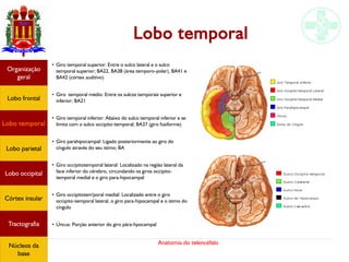 Anatomia do telencéfalo
Lobo temporal
●
Giro temporal superior: Entre o sulco lateral e o sulco
temporal superior; BA22, BA38 (área temporo-polar), BA41 e
BA42 (córtex auditivo)
●
Giro temporal médio: Entre os sulcos temporais superior e
inferior; BA21
●
Giro temporal inferior: Abaixo do sulco temporal inferior e se
limita com o sulco occipito-temporal; BA37 (giro fusiforme)
●
Giro parahipocampal: Ligado posteriormente ao giro do
cíngulo através do seu istmo; BA
●
Giro occipitotemporal lateral: Localizado na região lateral da
face inferior do cérebro, circundando os giros occipito-
temporal medial e o giro para-hipocampal
●
Giro occipitotem'poral medial: Localizado entre o giro
occipito-temporal lateral, o giro para-hipocampal e o istmo do
cíngulo
●
Úncus: Porção anterior do giro pára-hpocampal
Lobo frontal
Organização
geral
Lobo occipital
Lobo temporal
Lobo parietal
Córtex insular
Tractografia
Núcleos da
base
 