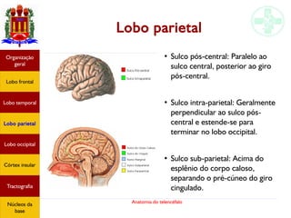 Anatomia do telencéfalo
Lobo parietal
●
Sulco pós-central: Paralelo ao
sulco central, posterior ao giro
pós-central.
●
Sulco intra-parietal: Geralmente
perpendicular ao sulco pós-
central e estende-se para
terminar no lobo occipital.
●
Sulco sub-parietal: Acima do
esplênio do corpo caloso,
separando o pré-cúneo do giro
cingulado.
Lobo frontal
Organização
geral
Lobo occipital
Lobo temporal
Lobo parietal
Córtex insular
Tractografia
Núcleos da
base
 
