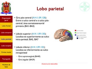 Anatomia do telencéfalo
Lobo parietal
●
Giro pós-central (A14.1.09.128):
Entre o sulco central e o sulco pós-
central; área somatossensorial
primária (BA1-BA3)
●
Lóbulo superior (A14.1.09.130):
Localiza-se superiormente ao sulco
intra-parietal; BA5, BA7
●
Lóbulo inferior (A14.1.09.125):
Localiza-se inferiormente ao sulco
intraparietal
– Giro supramarginal,(BA40)
– Giro angular (BA39)
Lobo frontal
Organização
geral
Lobo occipital
Lobo temporal
Lobo parietal
Córtex insular
Tractografia
Núcleos da
base
 