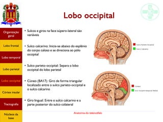Anatomia do telencéfalo
Lobo occipital
●
Sulcos e giros na face súpero-lateral são
variáveis
●
Sulco calcarino: Inicia-se abaixo do esplênio
do corpo caloso e se direciona ao pólo
occipital
●
Sulco parieto-occipital: Separa o lobo
occipital do lobo parietal
●
Cúneo (BA17): Giro de forma triangular
localizado entre o sulco parieto-occipital e
o sulco calcarino
●
Giro lingual: Entre o sulco calcarino e a
parte posterior do sulco colateral
Lobo frontal
Organização
geral
Lobo occipital
Lobo temporal
Lobo parietal
Córtex insular
Tractografia
Núcleos da
base
 