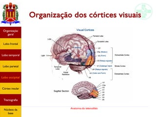 Anatomia do telencéfalo
Organização dos córtices visuais
Lobo frontal
Organização
geral
Lobo occipital
Lobo temporal
Lobo parietal
Córtex insular
Tractografia
Núcleos da
base
 
