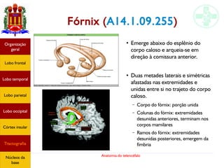 Anatomia do telencéfalo
Fórnix (A14.1.09.255)
●
Emerge abaixo do esplênio do
corpo caloso e arqueia-se em
direção à comissura anterior.
●
Duas metades laterais e simétricas
afastadas nas extremidades e
unidas entre si no trajeto do corpo
caloso.
– Corpo do fórnix: porção unida
– Colunas do fórnix: extremidades
desunidas anteriores, terminam nos
corpos mamilares
– Ramos do fórnix: extremidades
desunidas posteriores, emergem da
fímbria
Lobo frontal
Organização
geral
Lobo occipital
Lobo temporal
Lobo parietal
Córtex insular
Tractografia
Núcleos da
base
 