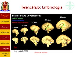 Anatomia do telencéfalo
Telencéfalo: Embriologia
Huang et al., 2009
Lobo frontal
Organização
geral
Lobo occipital
Lobo temporal
Lobo parietal
Córtex insular
Tractografia
Núcleos da
base
 