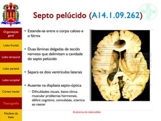 Anatomia do telencéfalo
Septo pelúcido (A14.1.09.262)
●
Estende-se entre o corpo caloso e
o fórnix
●
Duas lâminas delgadas de tecido
nervoso que delimitam a cavidade
do septo pelúcido
●
Separa os dois ventrículos laterais
●
Ausente na displasia septo-óptica
– Dificuldades visuais, baixo tônus
muscular problemas hormonais,
déficit cognitivo, convulsões, icterícia
ao nascer
Lobo frontal
Organização
geral
Lobo occipital
Lobo temporal
Lobo parietal
Córtex insular
Tractografia
Núcleos da
base
 