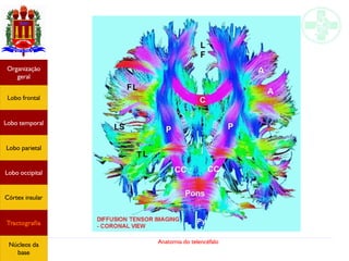 Anatomia do telencéfalo
Lobo frontal
Organização
geral
Lobo occipital
Lobo temporal
Lobo parietal
Córtex insular
Tractografia
Núcleos da
base
 