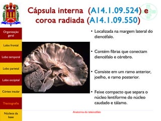 Anatomia do telencéfalo
Cápsula interna (A14.1.09.524) e
coroa radiada (A14.1.09.550)
●
Localizada na margem lateral do
diencéfalo.
●
Contém fibras que conectam
diencéfalo e cérebro.
●
Consiste em um ramo anterior,
joelho, e ramo posterior.
●
Feixe compacto que separa o
núcleo lentiforme do núcleo
caudado e tálamo.
Lobo frontal
Organização
geral
Lobo occipital
Lobo temporal
Lobo parietal
Córtex insular
Tractografia
Núcleos da
base
 