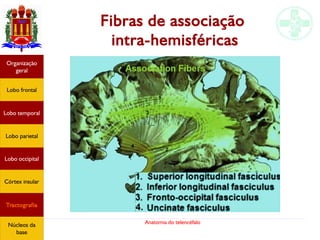 Anatomia do telencéfalo
Fibras de associação
intra-hemisféricas
Lobo frontal
Organização
geral
Lobo occipital
Lobo temporal
Lobo parietal
Córtex insular
Tractografia
Núcleos da
base
 