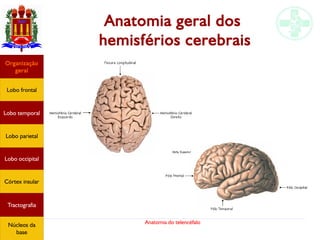 Anatomia do telencéfalo
Anatomia geral dos
hemisférios cerebrais
Lobo frontal
Organização
geral
Lobo occipital
Lobo temporal
Lobo parietal
Córtex insular
Tractografia
Núcleos da
base
 