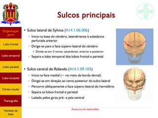 Anatomia do telencéfalo
Sulcos principais
●
Sulco lateral de Sylvius (A14.1.06.006)
– Inicia na base do cérebro, lateralmente à substância
perfurada anterior
– Dirige-se para a face súpero-lateral do cérebro
●
Divide-se em 3 ramos: ascendente, anterior e posterior
– Separa o lobo temporal dos lobos frontal e parietal
●
Sulco central de Rolando (A14.1.09.103)
– Inicia na face medial (~ no meio da borda dorsal)
– Dirige-se em direção ao ramo posterior do sulco lateral
– Percorre obliquamente a face súpero-lateral do hemisfério
– Separa os lobos frontal e parietal
– Ladado pelos giros pré- e pós-central
Lobo frontal
Organização
geral
Lobo occipital
Lobo temporal
Lobo parietal
Córtex insular
Tractografia
Núcleos da
base
 