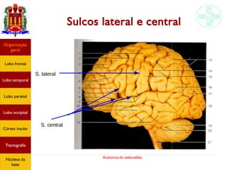 Anatomia do telencéfalo
Sulcos lateral e central
S. lateral
S. central
Lobo frontal
Organização
geral
Lobo occipital
Lobo temporal
Lobo parietal
Córtex insular
Tractografia
Núcleos da
base
 
