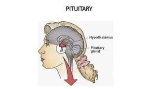 PITUITARY
 