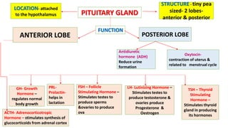 ANTERIOR LOBE POSTERIOR LOBE
PITUITARY GLAND
LOCATION- attached
to the hypothalamus
STRUCTURE - tiny pea
sized- 2 lobes-
anterior & posterior
FUNCTION
PRL-
Prolactin-
helps in
lactation
Antidiuretic
hormone (ADH)
Reduce urine
formation
GH- Growth
Hormone –
regulates normal
body growth
Oxytocin-
contraction of uterus &
related to menstrual cycle
FSH – Follicle
Stimulating Hormone –
Stimulates testes to
produce sperms
&ovaries to produce
ova
TSH – Thyroid
Stimulating
Hormone –
Stimulates thyroid
gland in producing
its hormones
LH- Lutinizing Hormone –
Stimulates testes to
produce testosterone &
ovaries produce
Progesterone &
OestrogenACTH- Adrenocorticotropic
Hormone – stimulates synthesis of
glucocorticoids from adrenal cortex
 