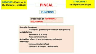 production of HORMONE –
MELATONIN
PINEAL
LOCATION – Posterior to
the thalamus –midbrain
STRUCTURE –
small pinecone shape
FUNCTION
Reproductive system -
To suppress gonadotropin secretion from pituitary
Metabolic Rate –
Reduces M.R. in body
Reduces temperature
Antioxidant effect : It is an endogenous antioxidant
Immunity –
Immunostimulant effect.
Stimulates activity of T-Helper cells
 