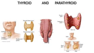 THYROID AND PARATHYROID
 