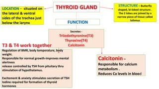 Secretes -
Triiodothyronine(T3)
Thyroxine(T4)
Calcitonin
THYROID GLANDLOCATION – situated on
the lateral & ventral
sides of the trachea just
below the larynx
STRUCTURE – Butterfly
shaped, bi-lobed structure .
The 2 lobes are joined by a
narrow piece of tissue called
Isthmus
FUNCTION
T3 & T4 work together
Regulation of BMR, body temperature, body
weight.
Responsible for normal growth-improves mental
alertness
release controlled by TSH from pituitary thru
stimulation of hypothalamus.
Excitement & anxiety stimulates secretion of TSH
Iodine required for formation of thyroid
hormones
Calcitonin –
Responsible for calcium
metabolism .
Reduces Ca levels in blood
 