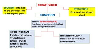 Secretes Parathormone (PTH)
Regulation of calcium levels in blood
Works along with calcitonin
PARATHYROID
LOCATION – Attached
to the posterior side
of the thyroid gland
STRUCTURE –
Four small pea shaped
glandFUNCTION
HYPOTHYROIDISM –
Deficiency of calcium –
hypocalcaemia
Tetany – muscle
twitches, spasms,
convulsions
HYPERTHYROIDISM –
Increase in calcium level –
hypercalcemia
 