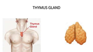 THYMUS GLAND
 