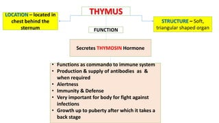 Secretes THYMOSIN Hormone
THYMUSLOCATION – located in
chest behind the
sternum
STRUCTURE – Soft,
triangular shaped organFUNCTION
• Functions as commando to immune system
• Production & supply of antibodies as &
when required
• Alertness
• Immunity & Defense
• Very important for body for fight against
infections
• Growth up to puberty after which it takes a
back stage
 