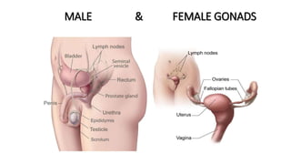 MALE & FEMALE GONADS
 