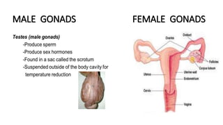 MALE GONADS FEMALE GONADS
 
