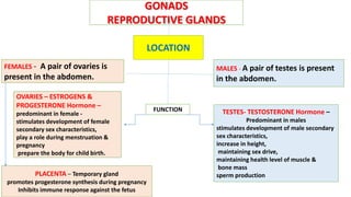 FEMALES - A pair of ovaries is
present in the abdomen.
MALES - A pair of testes is present
in the abdomen.
GONADS
REPRODUCTIVE GLANDS
LOCATION
FUNCTION
OVARIES – ESTROGENS &
PROGESTERONE Hormone –
predominant in female -
stimulates development of female
secondary sex characteristics,
play a role during menstruation &
pregnancy
prepare the body for child birth.
TESTES- TESTOSTERONE Hormone –
Predominant in males
stimulates development of male secondary
sex characteristics,
increase in height,
maintaining sex drive,
maintaining health level of muscle &
bone mass
sperm productionPLACENTA – Temporary gland
promotes progesterone synthesis during pregnancy
Inhibits immune response against the fetus
 