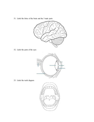 51. Label the lobes of the brain and the 3 main parts 
52. Label the parts of the eyes 
53. Label the teeth diagram 
 