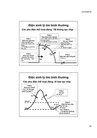 13/10/2016
18
+ 25 mV
-80 mV
0 mV
PHA 1
Khử cực giới hạn
- Bất hoạt kênh Na+
nhanh, Na+ được cân
bằng
- K+ bị đẩy ra và Cl- bị
kéo vào
Các pha điện thế hoạt động: TB không tạo nhịp
Điện sinh lý tim bình thường
PHA 0
Khử cực nhanh
- Mở kênh Na nhanh →
Na+ vào trong → khử
cực
PHA 2
Giai đoạn bình nguyên
- Ca++ thấm vào tb qua kênh
Ca chậm type L
- K+ bắt đầu thoát ra tế bào
PHA 3
Tái cực nhanh
-Cổng Na đóng
- Bất hoạt kênh Ca
chậm
- K+ thoát ra ngoài
PHA 4
Điện thế nghỉ màng tb
- K+ đi ra
Na+
K
+
K
Ca++
K+
K+
Các pha điện thế hoạt động: tế bào tạo nhịp
Điện sinh lý tim bình thường
PHA 0
Khử cực nhanh
- Ca++ đi vào qua
kênh Ca type T PHA 3
Tái cực
- K+ đi ra
PHA 4
Điện thế tạo nhịp
- Na+ đi vào
- K+ đi ra
- Ca++ thoát ra
→ Tb đạt tới ngưỡng
và trở về pha 0
Ca++
K+
Na+
K+ Ca++
- 60 mV
- 40 mV
 