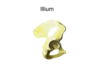 Interillum Joints of the human body | PPT