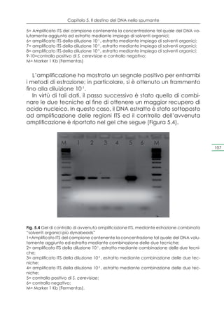 Capitolo 5. Il destino del DNA nello spumante

5= Amplificato ITS del campione contenente la concentrazione tal quale del DNA vo-
lutamente aggiunto ed estratto mediante impiego di solventi organici;
6= amplificato ITS della diluzione 10-1 , estratto mediante impiego di solventi organici;
7= amplificato ITS della diluzione 10-2 , estratto mediante impiego di solventi organici;
8= amplificato ITS della diluzione 10-3 , estratto mediante impiego di solventi organici;
9-10=controllo positivo di S. cerevisiae e controllo negativo;
M= Marker 1 Kb (Fermentas)


   L’amplificazione ha mostrato un segnale positivo per entrambi
i metodi di estrazione; in particolare, si è ottenuto un frammento
fino alla diluizione 10-1.
   In virtù di tali dati, il passo successivo è stato quello di combi-
nare le due tecniche al fine di ottenere un maggior recupero di
acido nucleico. In questo caso, il DNA estratto è stato sottoposto
ad amplificazione delle regioni ITS ed il controllo dell’avvenuta
amplificazione è riportato nel gel che segue (Figura 5.4).


                 M       1      2      3     4      5     6      M
                                                                                            107




Fig. 5.4 Gel di controllo di avvenuta amplificazione ITS, mediante estrazione combinata
“solventi organici più dynabeads”
1=Amplificato ITS del campione contenente la concentrazione tal quale del DNA volu-
tamente aggiunto ed estratto mediante combinazione delle due tecniche;
2= amplificato ITS della diluzione 10-1 , estratto mediante combinazione delle due tecni-
che;
3= amplificato ITS della diluzione 10-2 , estratto mediante combinazione delle due tec-
niche;
4= amplificato ITS della diluzione 10-3 , estratto mediante combinazione delle due tec-
niche;
5= controllo positivo di S. cerevisiae;
6= controllo negativo;
M= Marker 1 Kb (Fermentas).
 