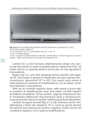 Valorizzazione delle D.O.C.G. Franciacorta ed Oltrepò Pavese metodo classico…



       M   2   3   4   5   6   7   8   9 10 11 12   13 14 15 16 17 18 19 20 21 22 23 24 25 26 27 M




      Fig. 5.6 Gel di controllo del gradiente termico effettuato sui primer SC1 e SC2
      M= Marker Ladder 100bp XL
      2-12= campioni con T° di annealing da 45,2 a 65 °C
      13-16= controlli negativi
      17-27= campioni di DNA estratti mediante combinazione “solventi organici più dyna-
      beads”, dalla concentrazione tal quale alla diluizione 10-10
110

           I primer SC1 e SC2 formano effettivamente dimeri che dan-
      no dei falsi-positivi in sede di amplificazione in Real-Time PCR, ed
      inoltre danno un segnale positivo anche per ciò che riguarda la
      D.bruxellensis.
           Ragion per cui, sono stati disegnati primer specifici sulla regio-
      ne ITS, che fossero in grado di amplificare solo per il genere Sac-
      charomyces, denominati VF1 e VF3. Con questi nuovi primer è
      stata ripetuta la reazione di amplificazione, con le stesse condi-
      zioni riportate in precedenza.
           Oltre ad un controllo negativo base, nella messa a punto del-
      la reazione di amplificazione sono stati inseriti controlli negativi
      di Dekkera bruxellensis, Pichia pastoris, Zygosaccharomyces bai-
      lii, Torulaspora delbrueckii, Kluyveromyces lactis e Schizosaccha-
      romyces pombe al fine di valutare l’effettiva specificità dei primers.
           I risultati, di seguito illustrati (Fig. 5.7 e 5.8) mostrano come l’am-
      plificazione si fermi alla diluizione 10-8 e come le specie diverse
      dal genere Saccharomyces risultino negative. Inoltre anche nel
      campione negativo non si osserva amplificazione.
 