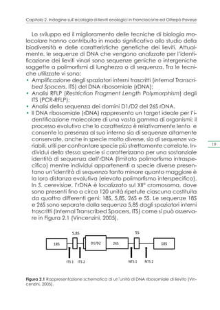 Capitolo 2. Indagine sull’ecologia di lieviti enologici in Franciacorta ed Oltrepò Pavese


   Lo sviluppo ed il miglioramento delle tecniche di biologia mo-
lecolare hanno contribuito in modo significativo allo studio della
biodiversità e delle caratteristiche genetiche dei lieviti. Attual-
mente, le sequenze di DNA che vengono analizzate per l’identi-
ficazione dei lieviti vinari sono sequenze geniche o intergeniche
soggette a polimorfismi di lunghezza o di sequenza. Tra le tecni-
che utilizzate vi sono:
•	 Amplificazione degli spaziatori interni trascritti (Internal Transcri-
   bed Spacers, ITS) del DNA ribosomiale (rDNA);
•	 Analisi RFLP (Restriction Fragment Length Polymorphism) degli
   ITS (PCR-RFLP);
•	 Analisi della sequenza dei domini D1/D2 del 26S rDNA.
•	 Il DNA ribosomiale (rDNA) rappresenta un target ideale per l’i-
   dentificazione molecolare di una vasta gamma di organismi; il
   processo evolutivo che lo caratterizza è relativamente lento e
   consente la presenza al suo interno sia di sequenze altamente
   conservate, anche in specie molto diverse, sia di sequenze va-
   riabili, utili per confrontare specie più strettamente correlate. In-                    19

   dividui della stessa specie si caratterizzano per una sostanziale
   identità di sequenza dell’rDNA (limitato polimorfismo intraspe-
   cifico) mentre individui appartenenti a specie diverse presen-
   tano un’identità di sequenza tanto minore quanto maggiore è
   la loro distanza evolutiva (elevato polimorfismo interspecifico).
   In S. cerevisiae, l’rDNA è localizzato sul XII° cromosoma, dove
   sono presenti fino a circa 120 unità ripetute ciascuna costituita
   da quattro differenti geni: 18S, 5,8S, 26S e 5S. Le sequenze 18S
   e 26S sono separate dalla sequenza 5,8S dagli spaziatori interni
   trascritti (Internal Transcribed Spacers, ITS) come si può osserva-
   re in Figura 2.1 (Vincenzini, 2005).




              Figura 1.8 Rappresentazione schematica di un’unità di DNA ribosomiale
Figura 2.1 Rappresentazione schematica di un’unità di DNA ribosomiale di lievito (Vin-
cenzini, 2005).
 