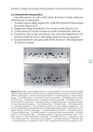 Capitolo 2. Indagine sull’ecologia di lieviti enologici in Franciacorta ed Oltrepò Pavese


2.3.2 Biodiversità interspecifica
   L’identificazione di tutti e 493 isolati di lievito è stata ottenuta
effettuando in sequenza:
1.	 Amplificazione delle regioni ITS1-5.8S-ITS2 (Internal Transcribed
    Spacers) (Figura 2.5);
2.	 Digestione degli amplificati con enzima Hin6I (Figura 2.5);
3.	 Costituzione di cluster in base ai profili di restrizione ottenuti;
4.	 Conferma dei cluster attraverso una seconda digestione con
    enzima HaeIII di circa il 25% degli isolati di ciascun gruppo;
5.	 Sequenziamento del gene 26S rDNA di circa il 10% degli isolati
    di ciascun cluster.




                                                                                                  33




Figura 2.5 Esempio di corsa elettroforetica in gel di agarosio: a) dei prodotti di amplifi-
cazione delle regioni ITS1-5.8S-ITS2 di alcuni isolati da mosto (sopra). M: Marker 100 bp
(5 Prime, Amburgo); 1: Metschnikowia pulcherrima - Controllo positivo; 2: Hanseniaspo-
ra spp. - Controllo positivo; 3: Schizosaccharomyces pombe - Controllo positivo; 4: Rho-
dotorula spp. - Controllo positivo; 5: Zygosaccharomyces bailii - Controllo positivo; 6:
Saccharomyces cerevisiae - Controllo positivo; 7: Issatchenkia spp. - Controllo positivo;
8: Saccharomyces bayanus – Controllo positivo; 9: Dekkera spp. - Controllo positivo;
10: Controllo negativo; 11-22: campioni da mosto. b) dei prodotti di digestione con
enzimi di restrizione specifici (RFLP, enzima Hin6I) degli ampliconi ITS1-5.8S-ITS2 (sotto). M:
Marker 100 bp (5 Prime, Amburgo); 1: Metschnikowia pulcherrima - Controllo positivo;
2: Hanseniaspora spp. - Controllo positivo; 3: Schizosaccharomyces pombe - Controllo
positivo; 4: Rhodotorula spp. - Controllo positivo; 5: Zygosaccharomyces bailii - Con-
trollo positivo; 6: Saccharomyces cerevisiae - Controllo positivo; 7: Issatchenkia spp.
- Controllo positivo; 8: Saccharomyces bayanus – Controllo positivo; 9: Dekkera spp.
- Controllo positivo; 10: pozzetto vuoto; 11-22: campioni da mosto; 23: pozzetto vuoto.
 