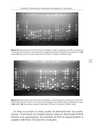 Capitolo 3. Tipizzazione molecolare dei ceppi di S. cerevisiae …


      M 1      2       3 4 5   6 7   8 9 10 11 12 13 14 15 16 17 18 19 20 21 22 23   M




Figura 3.2 Separazione dei frammenti interdelta su gel d’agarosio al 2,0% per isolati di
S. cerevisiae da mosto e vino durante la stagione produttiva 2010 in Franciacorta. 1-23:
Isolati. M: Marcatore di pesi molecolari (100 bp XL Ladder, 5 PRIME, Italy).



    M 1    2       3    4 5    6 7   8   9 10 11 12 13 14 15 16 17 18 19 20 21 22 23 24 M
                                                                                              55




Figura 3.3 Separazione dei frammenti interdelta su gel d’agarosio al 2,0% per isolati di S.
cerevisiae da aria, mosto e vino durante la stagione produttiva 2010 in Oltrepò Pavese.
1-24: Isolati. M: Marcatore di pesi molecolari (100 bp XL Ladder, 5 PRIME, Italy).



   Lo step successivo è stato quello di dimensionare accurata-
mente i frammenti di amplificazione ottenuti dall’analisi δ-PCR
tramite una separazione dei prodotti di PCR al sequenziatore a
capillari (ABI Prism 310 Genetic Analyzer).
 