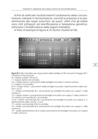 Capitolo 4. Selezione dei ceppi e prove di microvinificazione


   Al fine di verificare i risultati inerenti l’andamento della concen-
trazione cellulare in fermentazione, nonché la presenza e la pre-
dominanza dei ceppi autoctoni, sia quest’ ultimi che gli starter
sono stati sottoposti ad identificazione e tipizzazione genetica,
attraverso l’amplificazione delle regioni interdelta.
   A titolo d’esempio la figura 4.10, illustra i risultati al T60.


        M1 2 3 4 5 6            7 8 9 10 1112 131415            16 17 1819        M
           X                    Y




                                                                                                 83



Fig.4.10 Profilo interdelta dei ceppi isolati dalle bottiglie al T60, durante il tiraggio 2011
condotto in Franciacorta
M = Marker Ladder 100 bp XL;
1 = Ceppo starter X di controllo;
2-6 = Ceppi starter X, provenienti dalle bottiglie inoculate in tutte le cantine;
7 = Ceppo Y di controllo;
8-10 = Ceppi starter Y, provenienti dalle bottiglie inoculate, rispettivamente nella can-
tina 1,2 e 3;
11 = starter commerciale SC1, proveniente da bottiglie inoculate con ceppo Y nella
cantina 5;
12 = Ceppo starter X, proveniente da bottiglie inoculate con ceppo Y nella cantina 4;
13 =starter commerciale SC1 di controllo;
14-16 = starter commerciale SC1, proveniente da bottiglie inoculate con ceppo S, ri-
spettivamente nelle cantine 1,3 e 5;
17 = starter commerciale SC3 di controllo;
18 = starter commerciale SC3, proveniente da bottiglie inoculate con ceppo S, nella
cantina 2;
19 = profilo elettroforetico di un isolato proveniente da bottiglie inoculate con ceppo
Y, nella cantina 4.
 